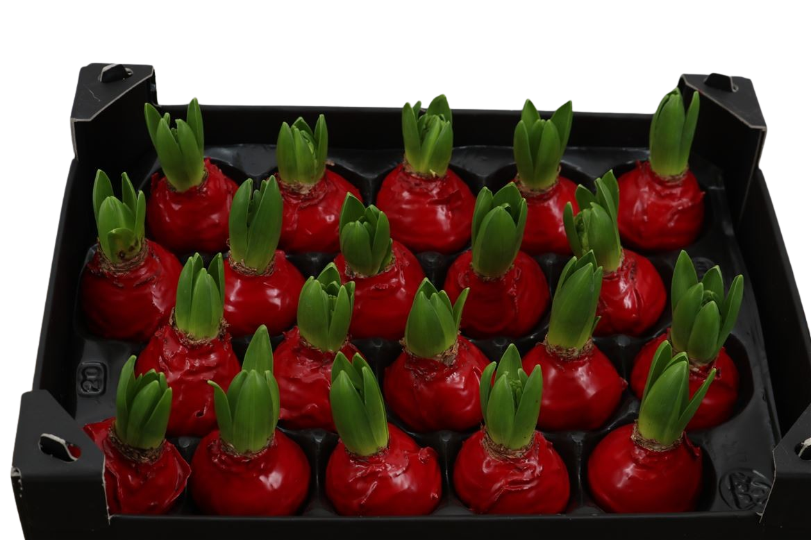 Gewachste Hyazinthenknollen Rot